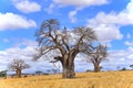 Baobab Royalty Free Stock Photo