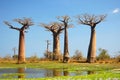 Baobab Royalty Free Stock Photo