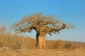 Baobab (Adansonia digitata) Royalty Free Stock Photo