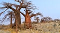 Baobab, Makgadikgadi Pans National Park, Botswana Royalty Free Stock Photo