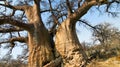 Baobab, Makgadikgadi Pans National Park, Botswana Royalty Free Stock Photo