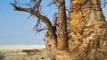 Baobab, Makgadikgadi Pans National Park, Botswana Royalty Free Stock Photo