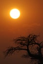 Baobab, Makgadikgadi Pans National Park, Botswana Royalty Free Stock Photo