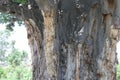 Baobab, Adansonia digitata at Mapungubwe National Park, Limpopo