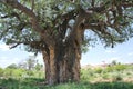 Baobab, Adansonia digitata at Mapungubwe National Park, Limpopo