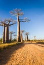 The Baobab Alley