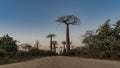 Baobab Alley in the evening. A dirt road runs between rows of tall exotic trees