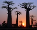 Baobab Alley