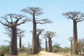 Baobab Alley - Madagascar