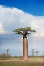 Baobab Alley - Madagascar