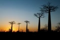 Baobab Alley at sunset - Madagascar Royalty Free Stock Photo