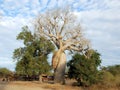 Baobab Amoureux - Two Adansonia trees twisted together, Madagascar