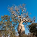 Baobab Amoureux, two baobabs in love, Madagascar