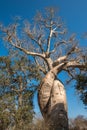 Baobab Amoureux, two baobabs in love, Madagascar