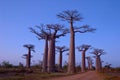 Baobab Avenue Royalty Free Stock Photo