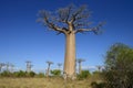 Baobab avenue, menabe