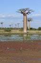 Baobab avenue, menabe Royalty Free Stock Photo