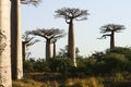 Baobab avenue, menabe Royalty Free Stock Photo