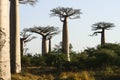 Baobab avenue, menabe