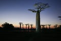 Baobab avenue, menabe