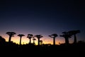 The baobab avenue at sunset with many stars in the sky Royalty Free Stock Photo