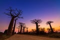 Baobab avenue twilight Royalty Free Stock Photo