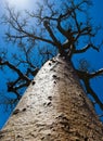 Baobab on background blue sky. Madagascar. Royalty Free Stock Photo