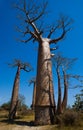 Baobab on background blue sky. Madagascar. Royalty Free Stock Photo