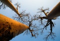 Baobab on background blue sky. Madagascar. Royalty Free Stock Photo