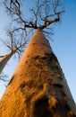 Baobab on background blue sky. Madagascar. Royalty Free Stock Photo