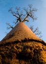 Baobab on background blue sky. Madagascar. Royalty Free Stock Photo