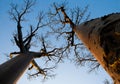 Baobab on background blue sky. Madagascar. Royalty Free Stock Photo