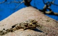 Baobab on background blue sky. Madagascar. Royalty Free Stock Photo