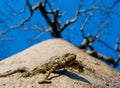 Baobab on background blue sky. Madagascar. Royalty Free Stock Photo