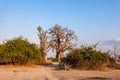 Baobab Royalty Free Stock Photo