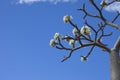 Baobab in bloom whit sky