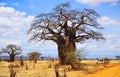 Baobab Royalty Free Stock Photo