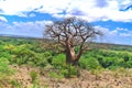 Baobab Royalty Free Stock Photo