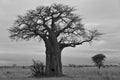 Baobab Royalty Free Stock Photo