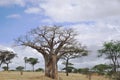 Baobab Royalty Free Stock Photo