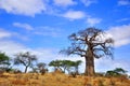 Baobab Royalty Free Stock Photo