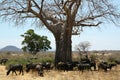 Baobab Buffaloes Royalty Free Stock Photo