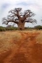 Baobab in Bushveld