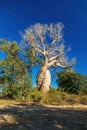 Baobab called the baobab of lovers or baobabs amoureux in french.