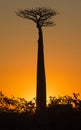 Baobab at dawn. Madagascar. Royalty Free Stock Photo