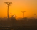 Baobab at dawn. Madagascar. Royalty Free Stock Photo