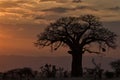 Baobab disambiguation tree silhouette at sunset Royalty Free Stock Photo