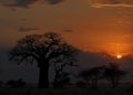 Baobab disambiguation tree silhouette at sunset