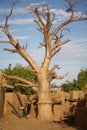 Baobab in the Dogon Land Royalty Free Stock Photo