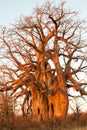 Baobab in the evening